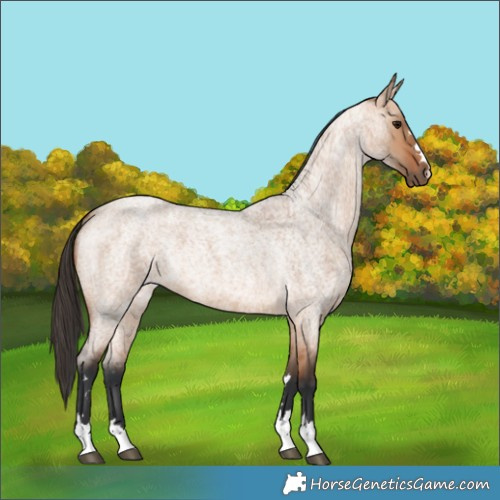 Horse Color:Bay Roan Dun 