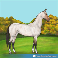Horse Color:Bay Roan Dun