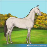 Horse Color:Classic Champagne Dun