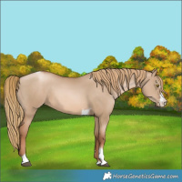 Horse Color:Liver Red Dun Pearl Sabino Tobiano
