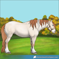 Horse Color:Sable Champagne Pearl Dun Sabino Tobiano 