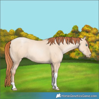 Horse Color:Sable Champagne Pearl Dun Sabino Tobiano