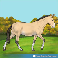 Horse Color:Buckskin 