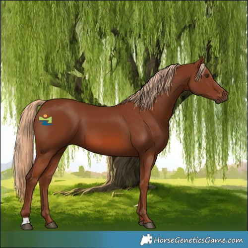 Horse Color:Chestnut 