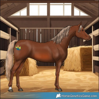 Horse Color:Chestnut 