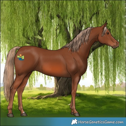 Horse Color:Chestnut 