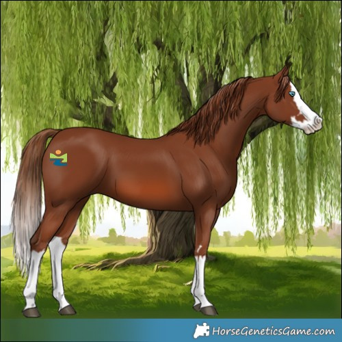 Horse Color:Chestnut Splash 