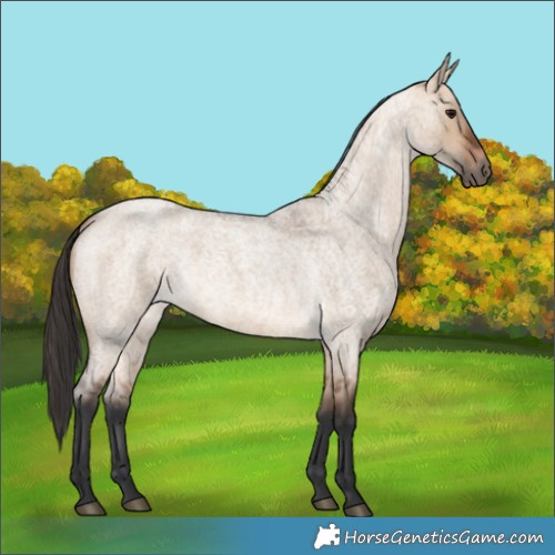 Horse Color:Bay Roan Dun