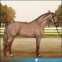 Horse Color:Red Dun 