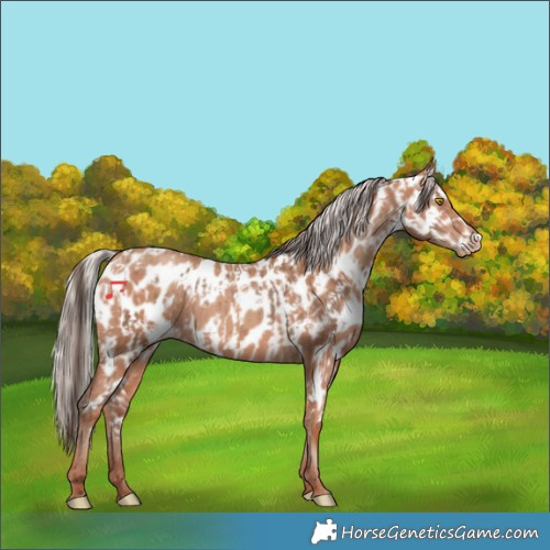 Horse Color:Amber Champagne Appaloosa  and Silver Amber Champagne Appaloosa 