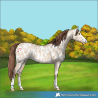 Horse Color:Amber Champagne Dun Near Leopard  and Amber Champagne Dun Near Leopard 