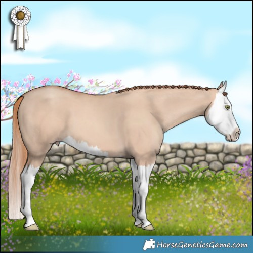 Horse Color:Gold Champagne Dun Splash 