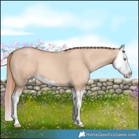 Horse Color:Gold Champagne Dun Splash 