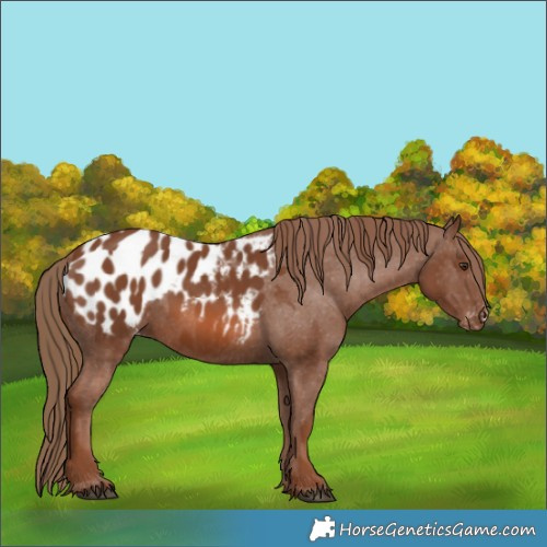 Horse Color:Chestnut Appaloosa 