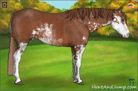 Horse Color:Chestnut Sabino 