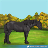 Horse Color:Smoky Black 