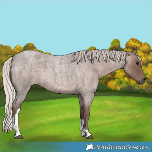 Horse Color:Silver Blue Roan Tobiano 
