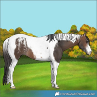 Horse Color:Powder White Brown Tobiano 