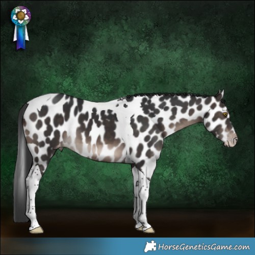 Horse Color:Brown Tobiano Appaloosa 