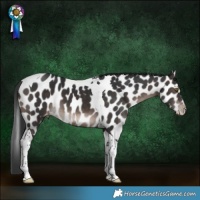 Horse Color:Brown Tobiano Appaloosa