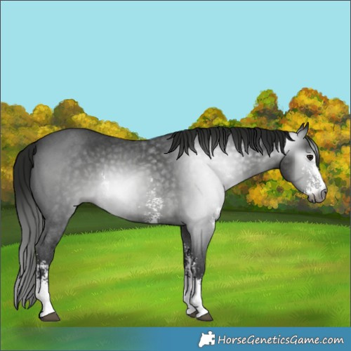 Horse Color:Gray Smoky Black Sabino 