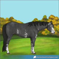 Horse Color:Gray Smoky Black Sabino 
