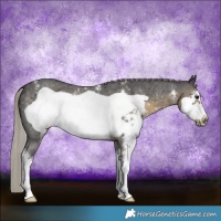 Horse Color:Silver Smoky Black Sabino Frame Rabicano 