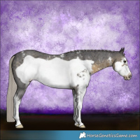 Horse Color:Silver Smoky Black Sabino Frame Rabicano 