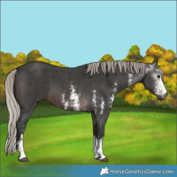 Horse Color:Gray Silver Brown Sabino