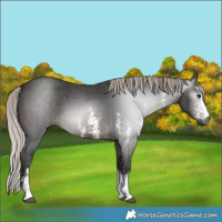 Horse Color:Gray Silver Brown Sabino 