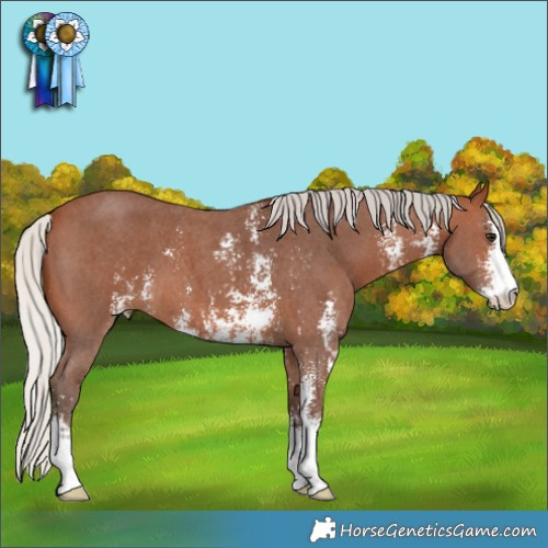 Horse Color:Silver Brown Sabino 