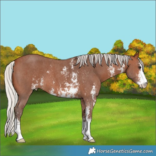 Horse Color:Silver Brown Sabino 