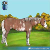 Horse Color:Silver Brown Sabino 