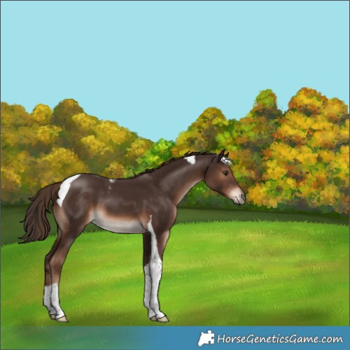 Horse Color:Liver Chestnut Tobiano