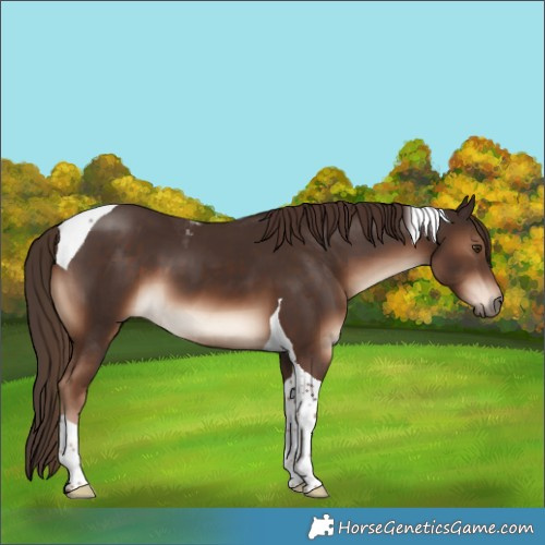 Horse Color:Liver Chestnut Tobiano 