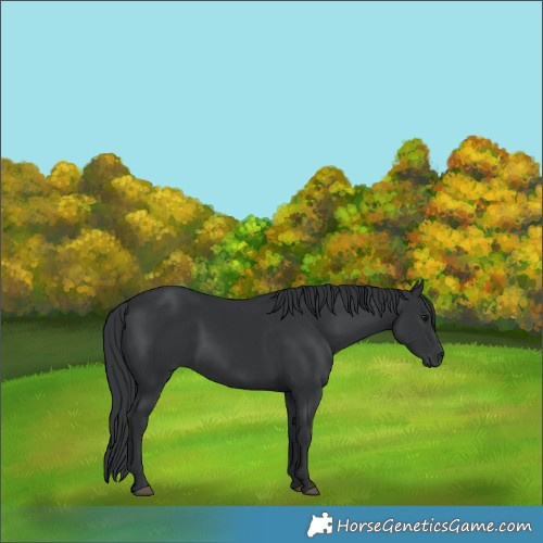 Horse Color:Black Rabicano 