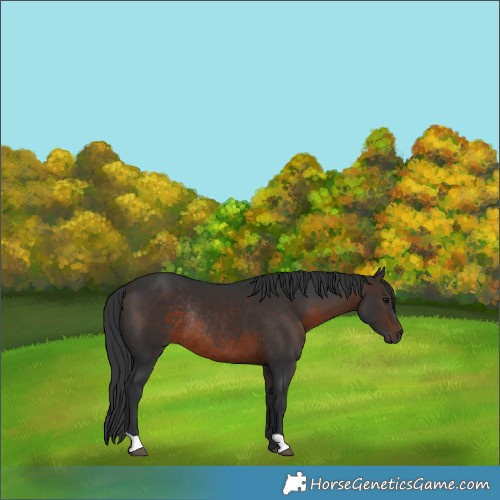 Horse Color:Brown Rabicano 