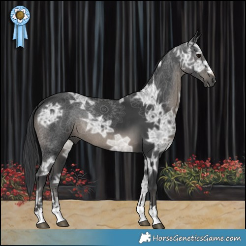 Horse Color:Black Ice Rabicano 
