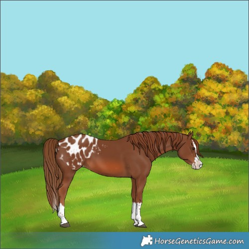 Horse Color:Chestnut Splash Blanket 