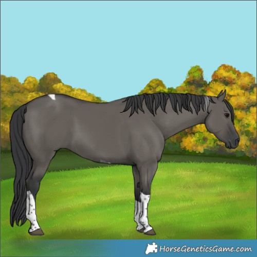 Horse Color:Grullo Tobiano 