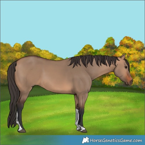 Horse Color:Bay Dun Tobiano 