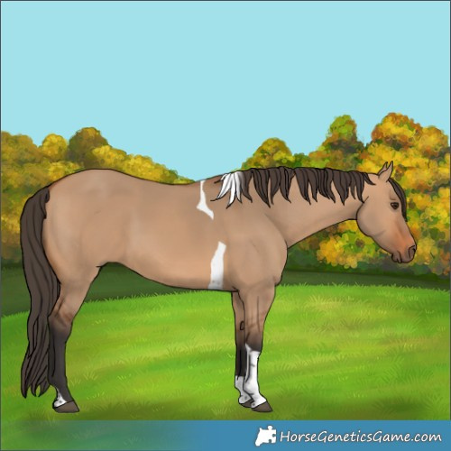 Horse Color:Bay Dun Tobiano 