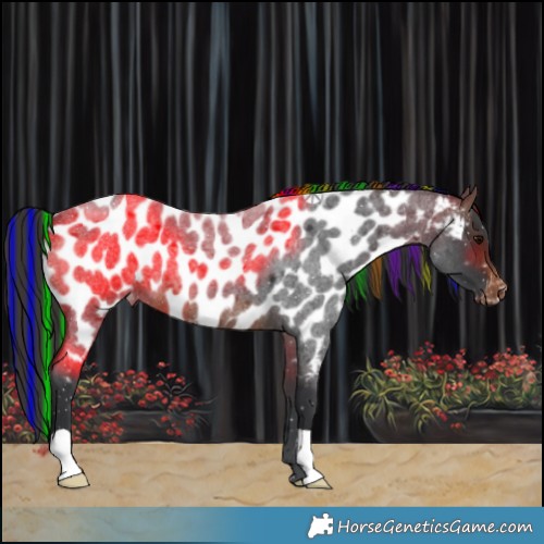 Horse Color:Painted Brown Roan Appaloosa 