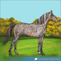Horse Color:Bay Dun Skewed LP Spotted 