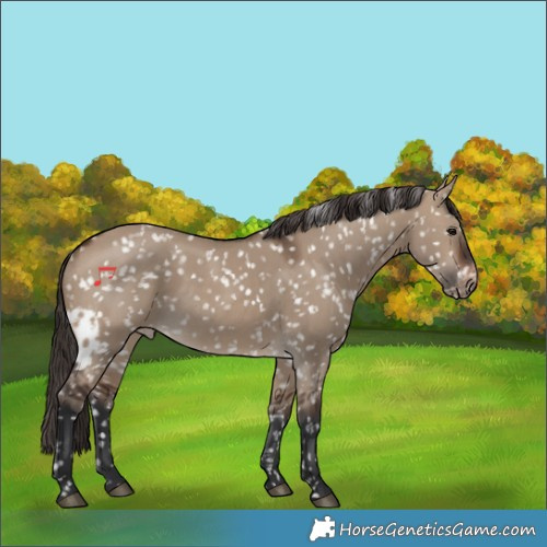 Horse Color:Brown Dun Skewed LP Spotted 