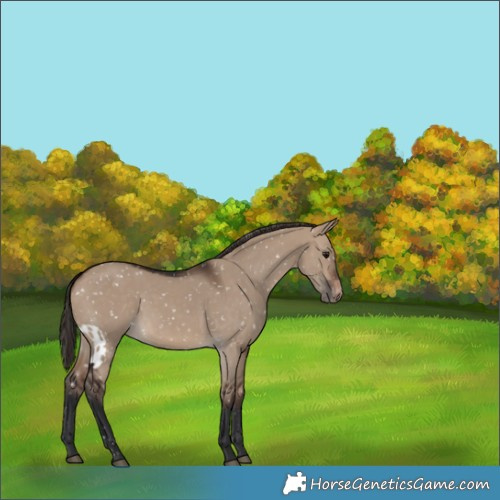 Horse Color:Brown Dun Skewed Appaloosa 