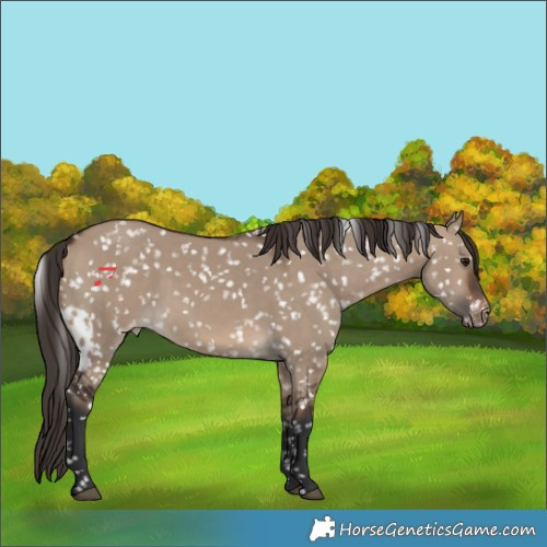 Horse Color:Brown Dun Skewed LP Spotted 