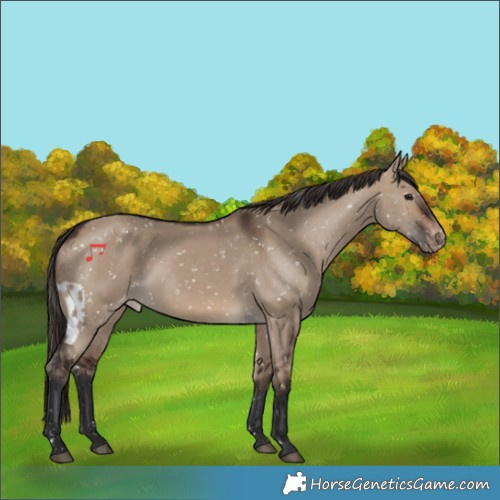 Horse Color:Brown Dun Skewed Appaloosa 