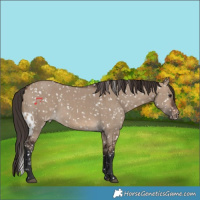 Horse Color:Brown Dun Skewed Appaloosa