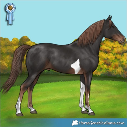 Horse Color:Liver Chestnut Tobiano